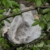 sloth_toed_three_map_h_0023_cos0218.jpg